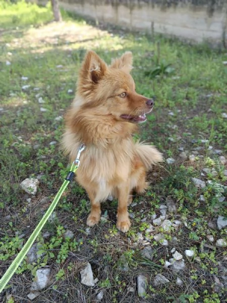 Un raggio di sole chiamato Rusty | Foto 3