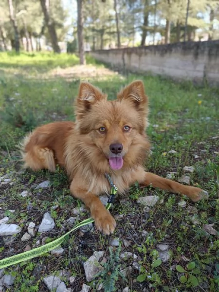 Un raggio di sole chiamato Rusty | Foto 1