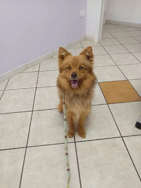 Un raggio di sole chiamato Rusty | Foto 0