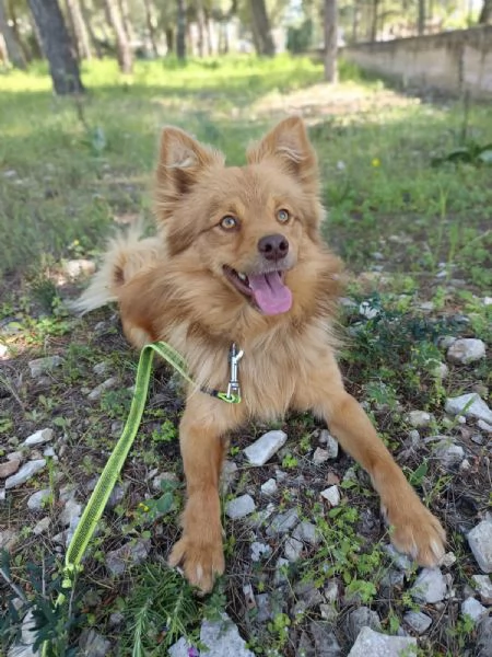 Dolce cagnolino 1 anno e mezzo taglia media | Foto 3