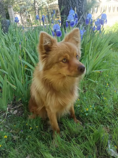 Dolce cagnolino 1 anno e mezzo taglia media | Foto 2