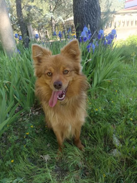 Dolce cagnolino 1 anno e mezzo taglia media | Foto 1