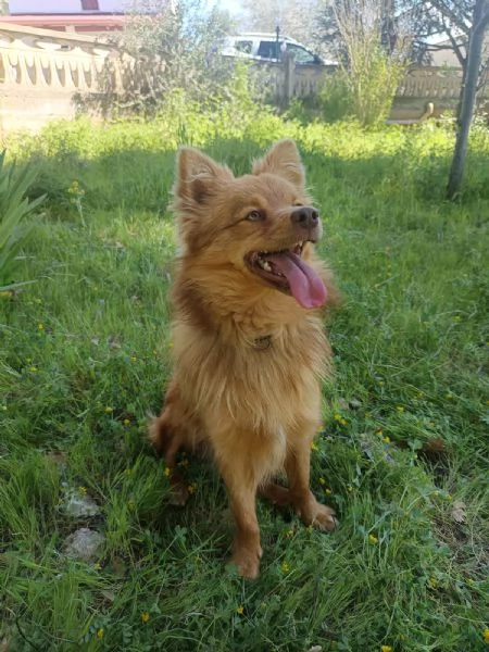 Dolce cagnolino 1 anno e mezzo taglia media | Foto 0