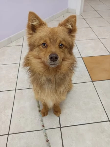 Dolce cagnolino 1 anno e mezzo taglia media