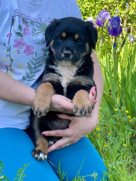 Freya cucciola 2 mesi | Foto 4