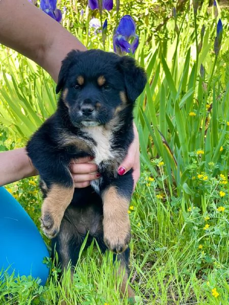 Freya cucciola 2 mesi | Foto 2