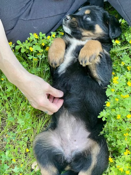 Freya cucciola 2 mesi | Foto 1