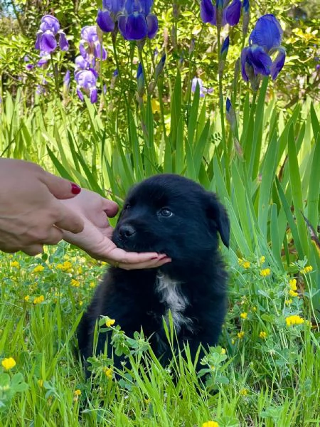 Darko bambolotto 2 mesi