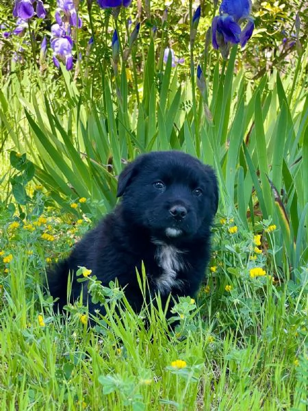 Darko bambolotto 2 mesi | Foto 4