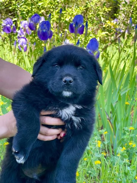 Darko bambolotto 2 mesi | Foto 3