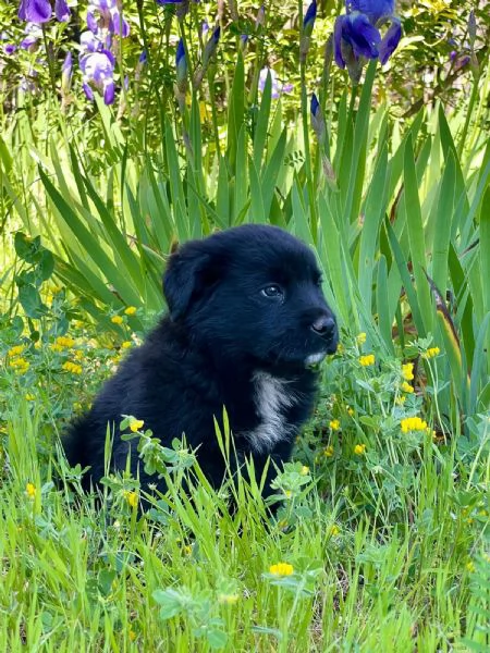 Darko bambolotto 2 mesi | Foto 0