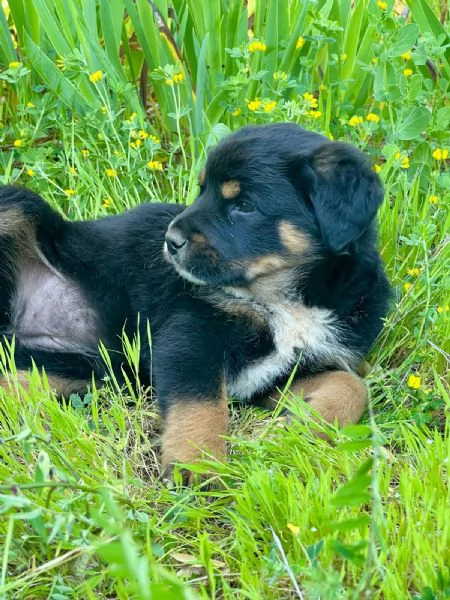 Cucciola 2 mesi mix rott tenerissima | Foto 4