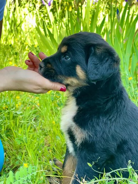 Cucciola 2 mesi mix rott tenerissima