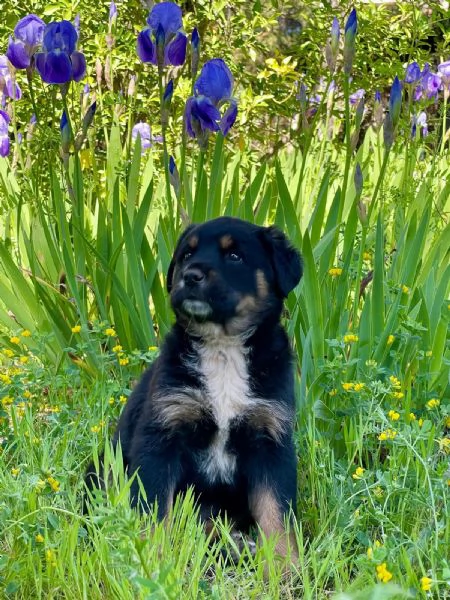 Cucciola 2 mesi mix rott tenerissima | Foto 2
