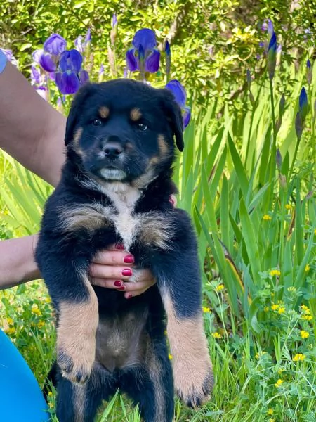 Cucciola 2 mesi mix rott tenerissima | Foto 1