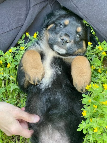 Cucciola 2 mesi mix rott tenerissima | Foto 0