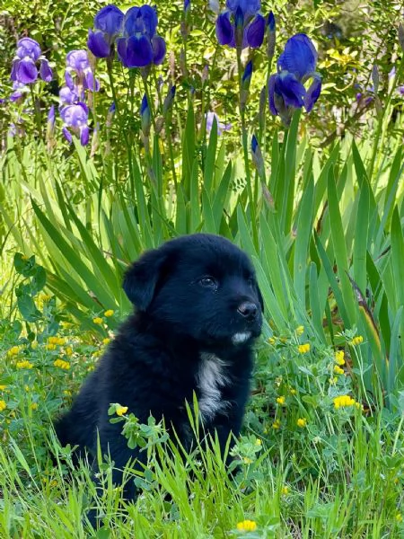 Cucciolotto 2 mesi super paccioccone | Foto 3