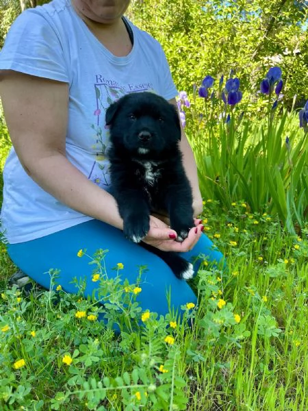 Cucciolotto 2 mesi super paccioccone | Foto 2