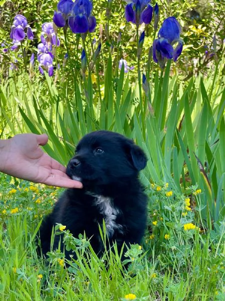 Cucciolotto 2 mesi super paccioccone | Foto 1