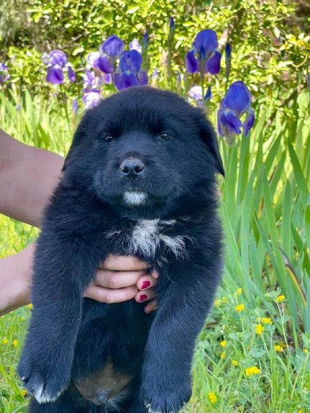 Cucciolotto 2 mesi super paccioccone