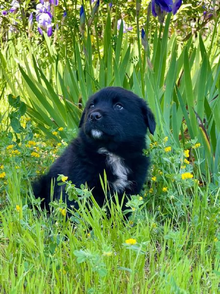 Cucciolotto 2 mesi super paccioccone | Foto 0