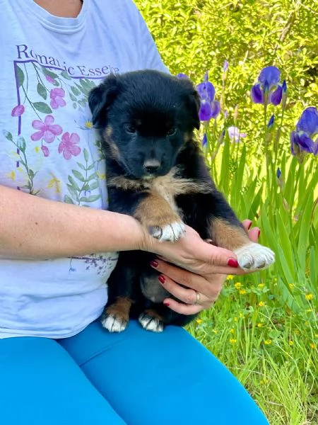 Sobra cucciolina 2 mesi  | Foto 4