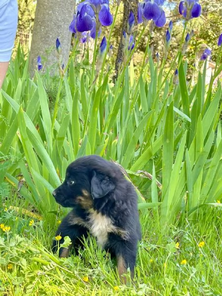 Sobra cucciolina 2 mesi  | Foto 3