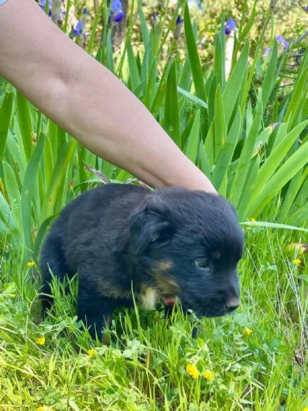 Sobra cucciolina 2 mesi  | Foto 2