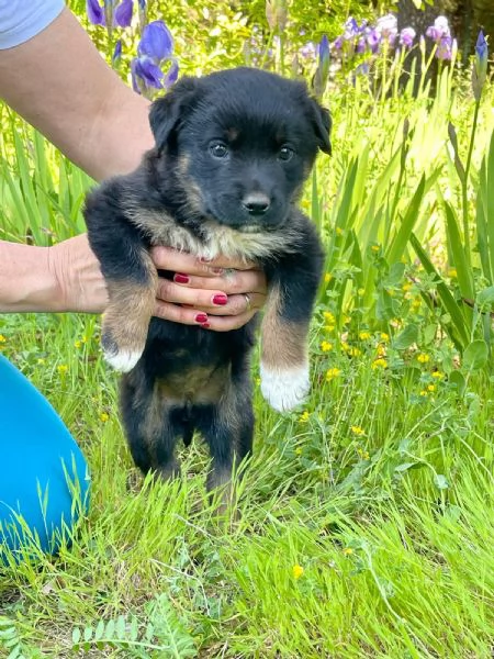 Sobra cucciolina 2 mesi  | Foto 1