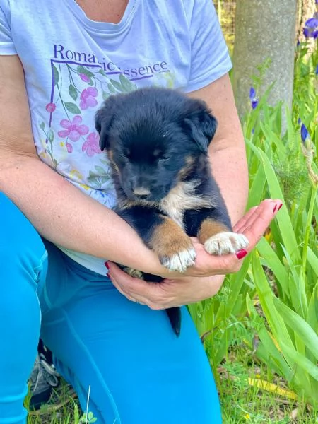 Sobra cucciolina 2 mesi  | Foto 0