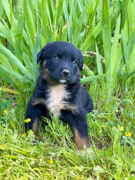 Sobra cucciolina 2 mesi 