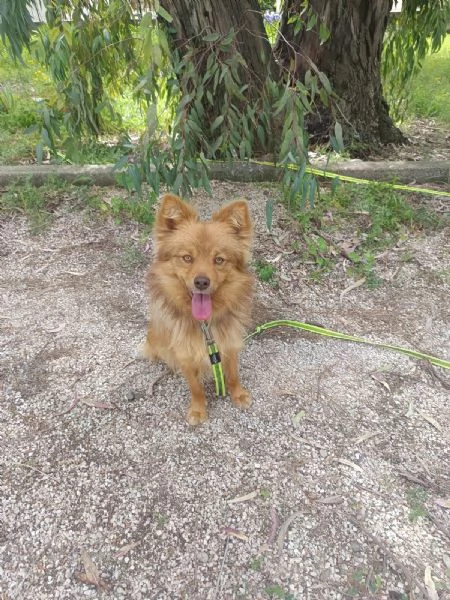 Cagnolino 1 anno super simpatico | Foto 5