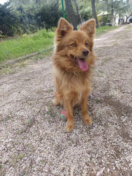 Cagnolino 1 anno super simpatico | Foto 4