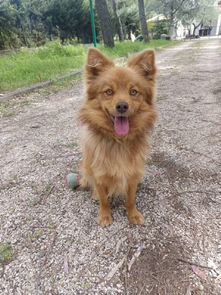 Cagnolino 1 anno super simpatico | Foto 3