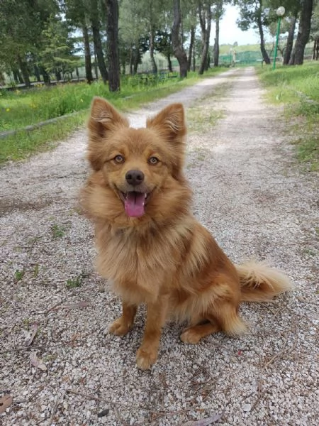 Cagnolino 1 anno super simpatico