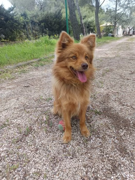 Cagnolino 1 anno super simpatico | Foto 2
