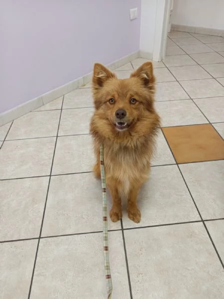 Cagnolino 1 anno super simpatico | Foto 1