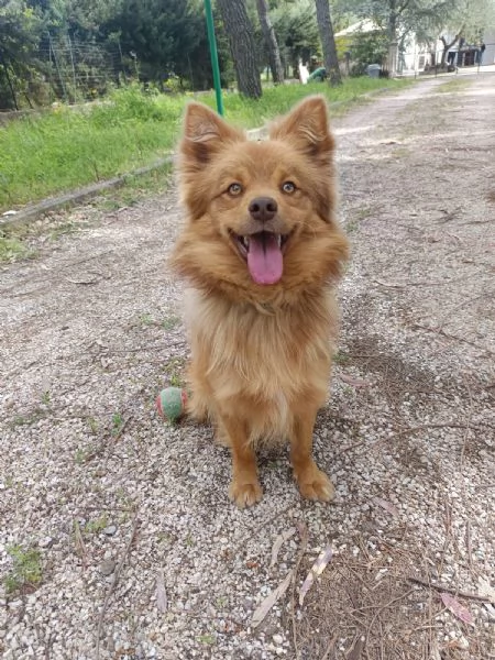 Cagnolino 1 anno super simpatico | Foto 0