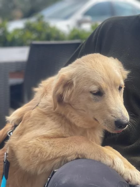 Aurora mix golden 7 mesi | Foto 3