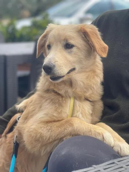 Aurora mix golden 7 mesi | Foto 2