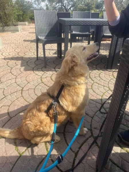 Aurora mix golden 7 mesi | Foto 1