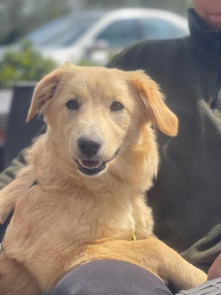 Aurora mix golden 7 mesi | Foto 0