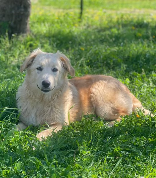 Aurora mix golden 7 mesi