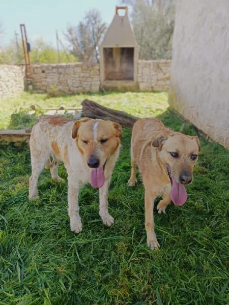 Kiss e Jude due anime gemelle | Foto 3