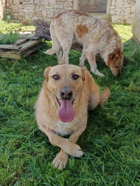 Kiss e Jude due anime gemelle | Foto 2