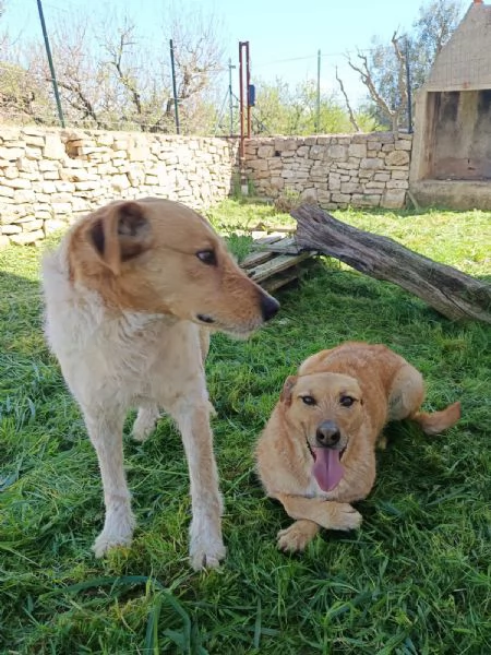 Kiss e Jude due anime gemelle | Foto 1