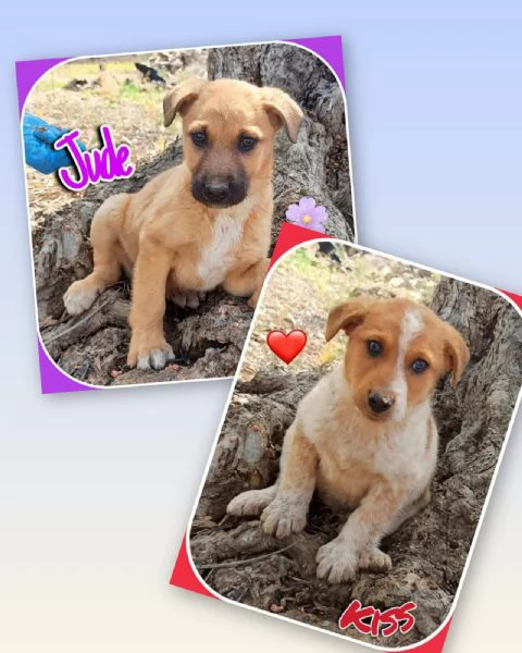 Kiss e Jude due anime gemelle | Foto 0