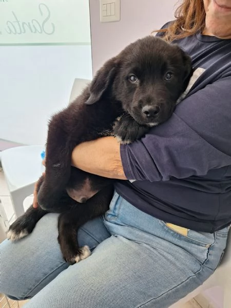 Cucciolotto da sogno 2 mesi e mezzo | Foto 4