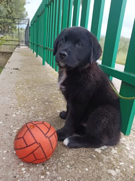 Cucciolotto da sogno 2 mesi e mezzo | Foto 3