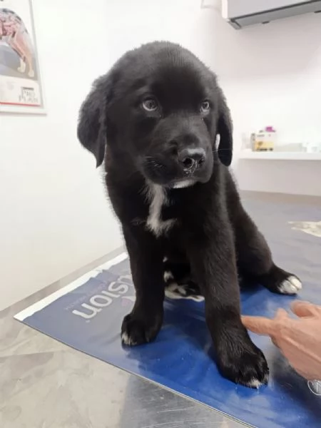 Cucciolotto da sogno 2 mesi e mezzo | Foto 2
